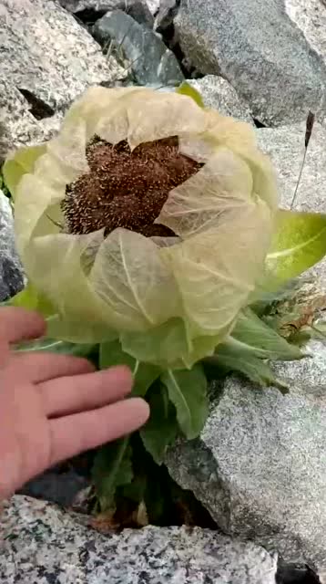 让你们见识一下,传说中的天山雪莲到底是什么样子