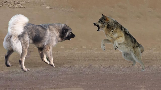 为什么狼看到牧羊犬转身就跑?原来另有原因,网友:狼太聪明!