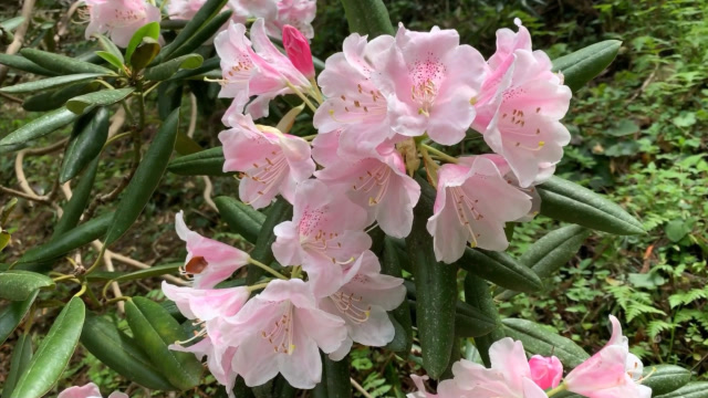 云锦杜鹃株形美观,叶色浓绿,花朵繁茂
