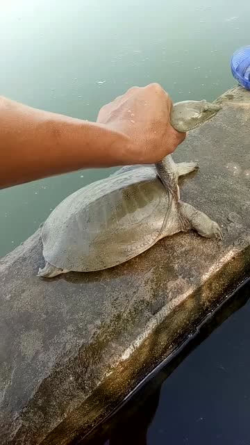 真佩服这些经常逮甲鱼的人,就这姿势,一般人应该不敢吧