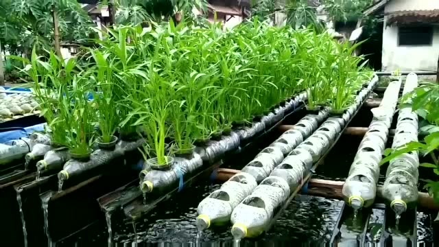 无土栽培,用塑料瓶种空心菜