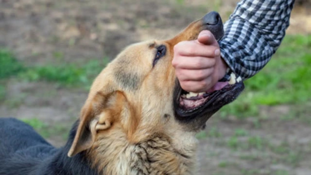 人被狗追时,怎么做狗才会放弃追你?一招就能搞定!