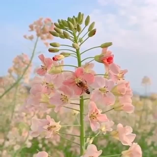 你们见过粉色的油菜花吗?比黄色的更美,更浪漫!