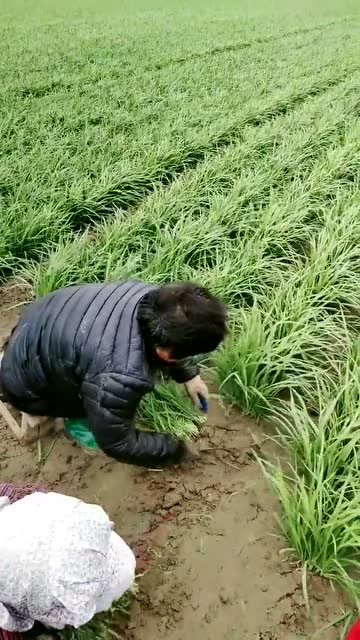 又要割韭菜了, 三十亩地的韭菜,一家人出动割韭菜!