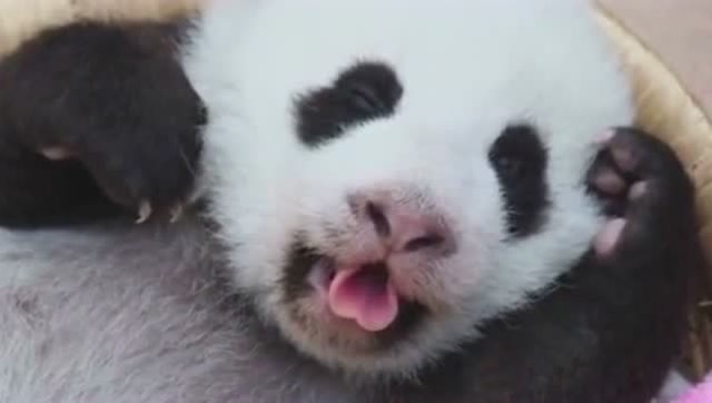 性感的熊猫宝宝,在线卖萌,舌头还会摆出爱心的形状!