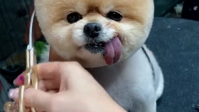 博美为什么喜欢吐舌头,一直把舌头伸出嘴巴外,难道是想把舌头给剪掉?