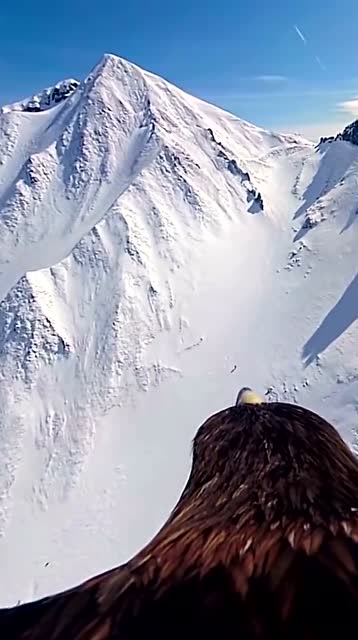 让老鹰带你飞跃雪山,眼前的这一幕,真是太壮观了!