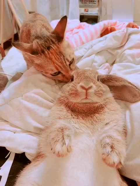 橘猫舔着兔子的