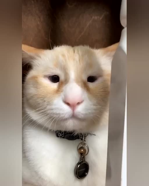 一只长着豆豆眼的猫咪,莫名戳中萌点