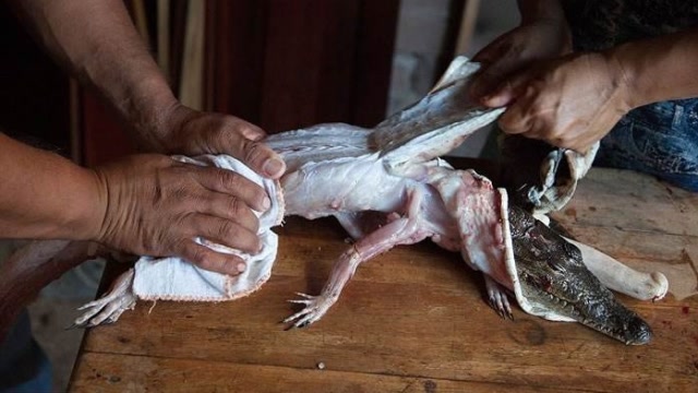 看完鳄鱼剥皮全过程,你还想买奢侈品吗?实在是太残忍了