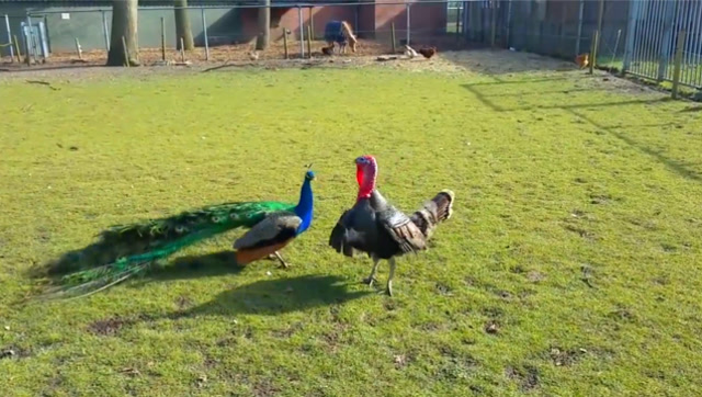 火鸡对孔雀穷追不舍,孔雀四处逃窜:别打我尾巴主意