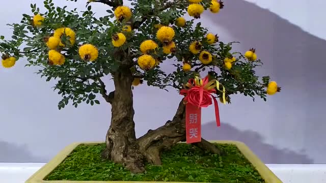 贵州特有树种刺梨,盆展上如此精美,天工人物!