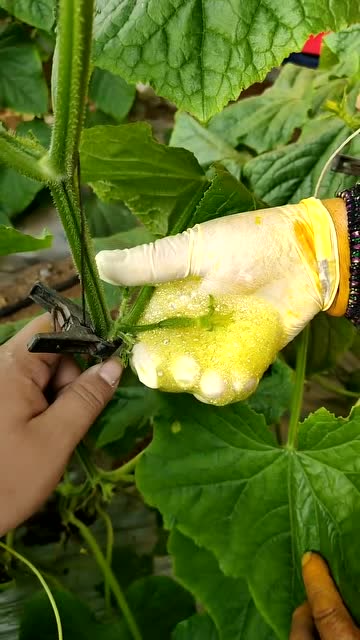 黄瓜人工授粉,学会没?