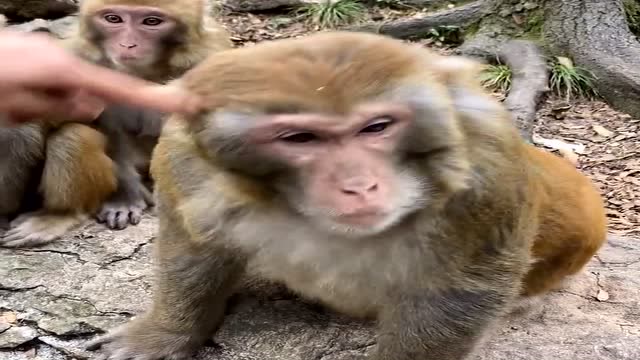 这猴子太不容易了,为了讨口吃的还得学青蛙跳,有才艺才能吃饱饭累的