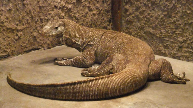 印度发现5米长"恐龙",专家看后大叫,村民全部逃窜!