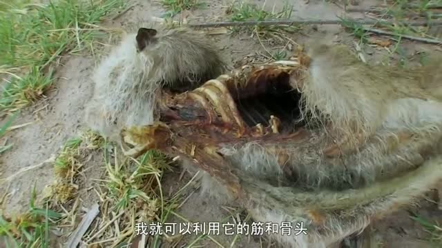 单挑荒野:德哥穿上自制的鞋子,发现了一只死猴子,可惜不能吃了