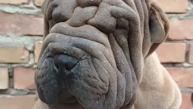 满脸皱纹的沙皮狗,都已经看不到眼睛了,不知道谁会成为它的主人!