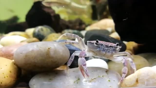 鱼缸底下的小螃蟹
