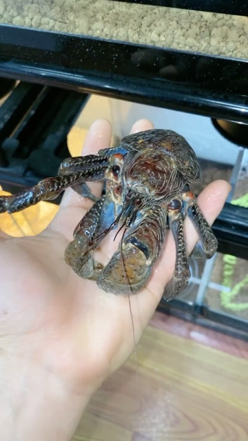 我见过最小的椰子蟹