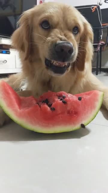 狗子最新吃瓜方法,吃的太有气势了,你是讨厌吃西瓜吗?