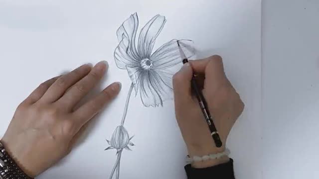 波斯菊素描练习!坚持就有收获!