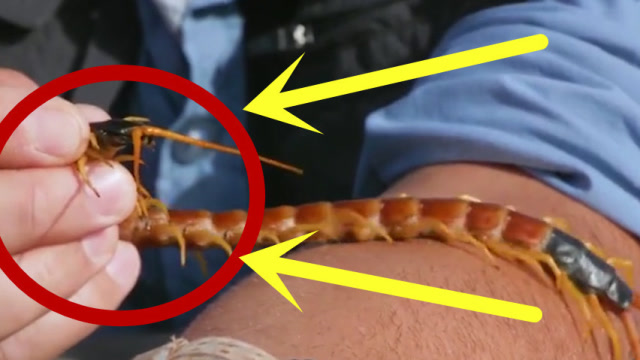 被巨型蜈蚣咬会是什么体验?老外作死挑战,下一秒后悔不已!