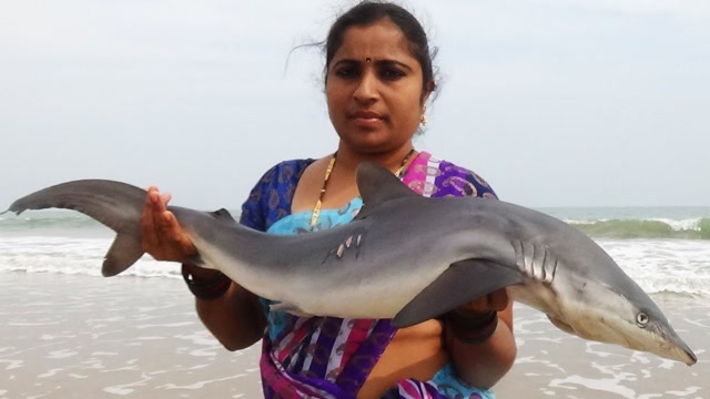 印度美女吃20斤鲨鱼刀功利落不比日本大厨差输在造型上了