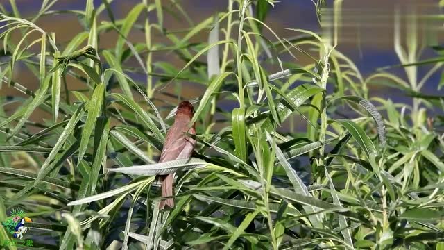 这种鸟叫麻料鸟,有青的,红的,小时候很多,现在很少见了