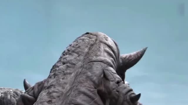 "远古怪兽"哥莫拉一招瞬间秒掉雷德王!大开眼界