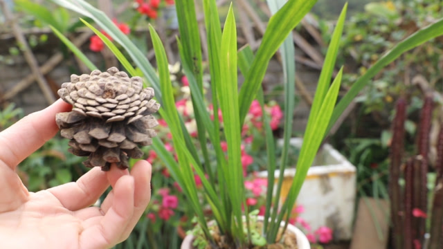 松塔养花有3大妙用,养君子兰和兰花效果一级棒