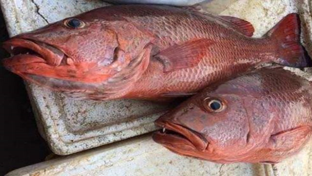 国内常见的"鲷鱼",为什么会成为日本的鱼王?今天算长见识了