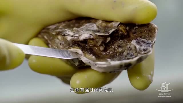 风味原产地·潮汕:生蚝有强壮的闭壳肌,必须完整取出生蚝