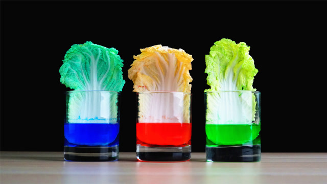 魔力科学小实验 | 生命科学-彩色白菜