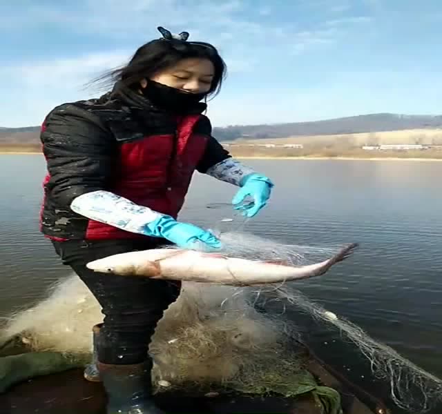 农村小姐姐在乌苏里江下网捕鱼,一网收获这么大,能卖不少钱