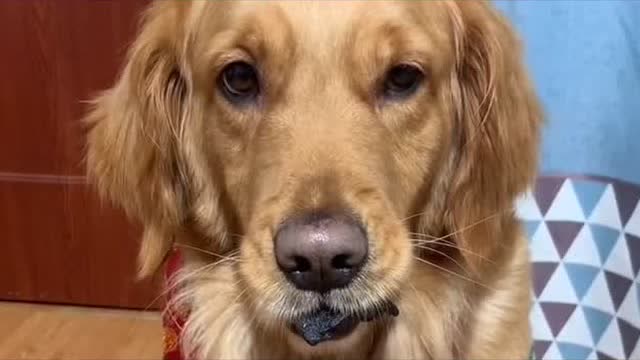 狗吃臭豆腐,表情此起彼伏,尽在不言中