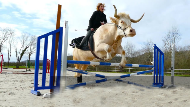 美女是个"骑牛"高手,轻松让牛跨栏,网友:牛魔王附体?