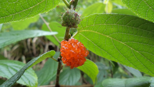 南方农村常见的构皮麻,树皮是造纸重要原材料,农民眼里更是宝贝