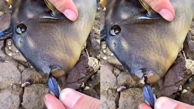 这是什么鱼?牙口真好,还可以嗑瓜子!