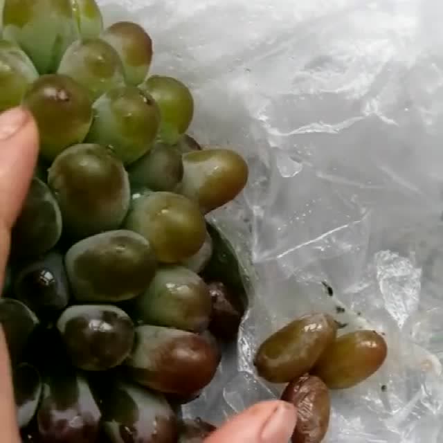 放冰箱里半个月的小葡萄,结果却长大了一倍,这葡萄还能吃吗?