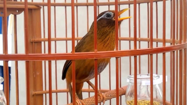 精品画眉鸟叫声太好听了,鸣音清脆高昂,值得收藏