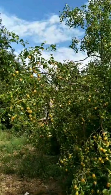 我家的枣子树挂了很多果实,想吃的过来