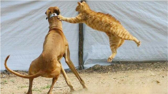 猫狗大战场面刺激,为什么猫狗打架,赢的总是猫,最惨的总是狗?
