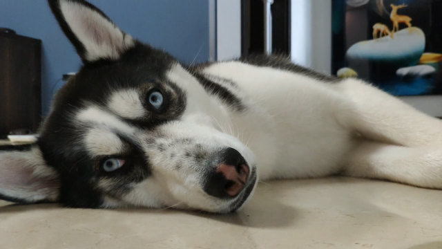 二哈这个吃货把自己吃撑了,走不动道,躺在地上一动不动,好搞笑