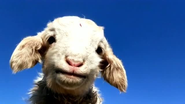 跟着儿子一起长大的小绵羊,还知道拍照的时候要微笑,这样的笑容太治愈