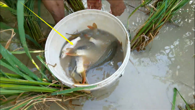 贵州正宗稻花鱼,散养在稻田里,肉质鲜美,30元一斤都很难买到!