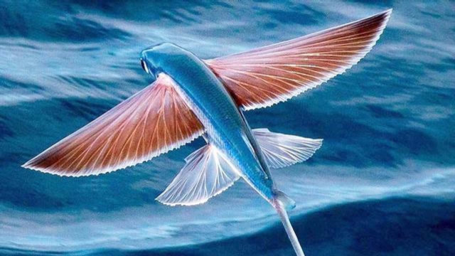 居然有会飞的鱼?游腻了就飞到天上看风景?