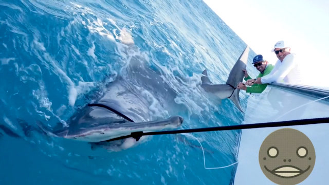 超震撼史上五大钓捕大鲨鱼场景