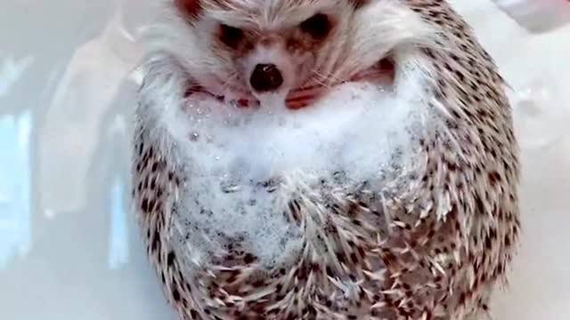 每次给小刺猬洗澡,它都很享受也很配合,给它洗澡真的很轻松!