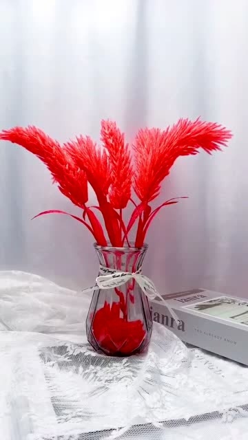 狗尾巴草见多了,可你有见过红色的狗尾巴草吗?