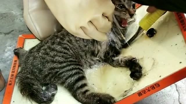 粘鼠板的效果也太好了吧,我家猫粘在上面脱不了身,在线求解决办法!